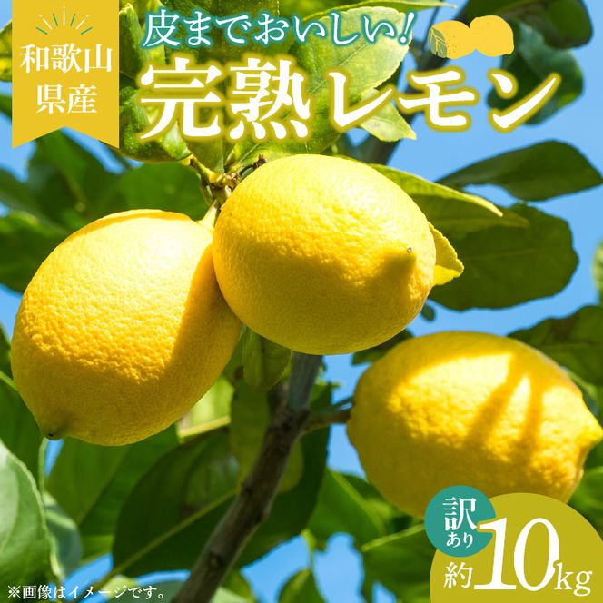 【2027年先行予約】【訳あり・ご家庭用】完熟 レモン 10kg 皮まで使用可能（栽培期間中農薬不使用）_EA6025n