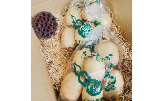【定期便2ヶ月】 土浦市産 れんこん 1.2㎏　使いやすい小玉れんこん！ すずき蓮根農園の口福れんこん「松の小箱」 ｜ 産地直送 茨城県 レンコン 蓮根 野菜 シャキシャキ ※2026年8月～発送