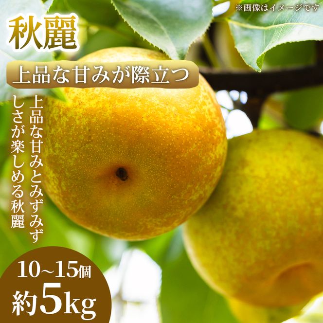 【上品な甘みが際立つ】熊本県産 秋麗 10～15個(約5kg) 1箱 秋麗 梨 フルーツ 甘い 濃厚 農家直送 ギフト 贈答用 家庭用 お取り寄せ 熊本県