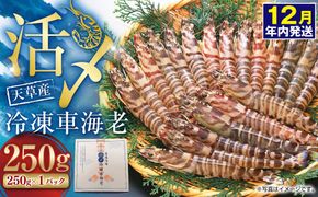 【2025年12月16日迄に入金確認で年内発送】天草産 活〆冷凍 車海老 250g（特大）6～7尾 車えび 車エビ えび 海老 エビ 冷凍 国産 熊本県 上天草市【2025年11月下旬発送開始】
