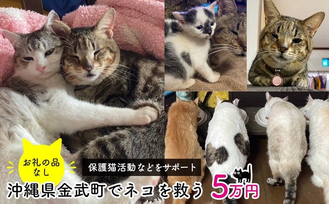 【お礼の品なし】沖縄県金武町でネコを救う　保護猫活動などをサポート（5万円）