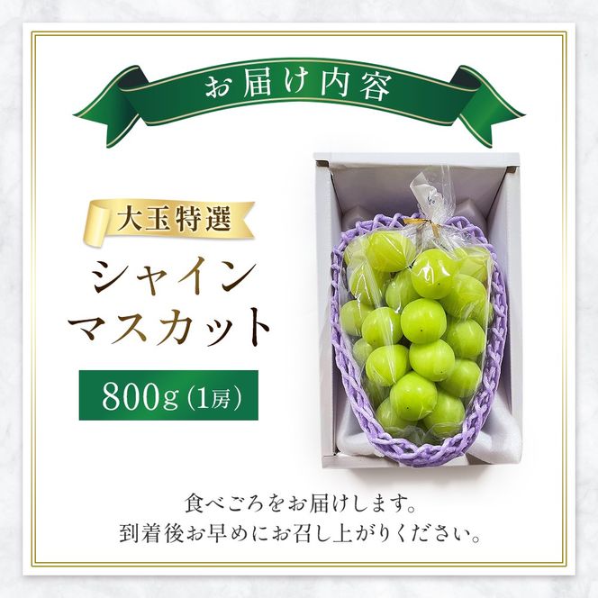 �y�{�茧���юs�z�y�ߘa8�N�����E��s�\��z��� ���I �V���C���}�X�J�b�g 800g�i�Ԃǂ� �u�h�E �V���C���}�X�J�b�g �V���C�� �}�X�J�b�g �t���[�c �ʕ� �������� �{ ��s��t 2026 �Y�n���� ����j