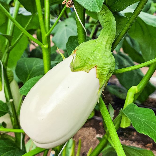 【CF-R7hbk】KYN003　先行予約 白ナス6本 - なす 茄子 1本180g以上 野菜 新鮮 美味しい グラタン シチュー ラタトゥイユ 洋食 和食 料理 お取り寄せ ふるさとのうぜい 故郷納税 6000円 返礼品 高知県 高知