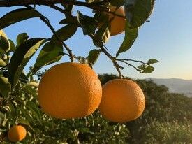 ZE6075n_有田の八朔 (はっさく) 10kg （Lサイズ）まごころ手選別