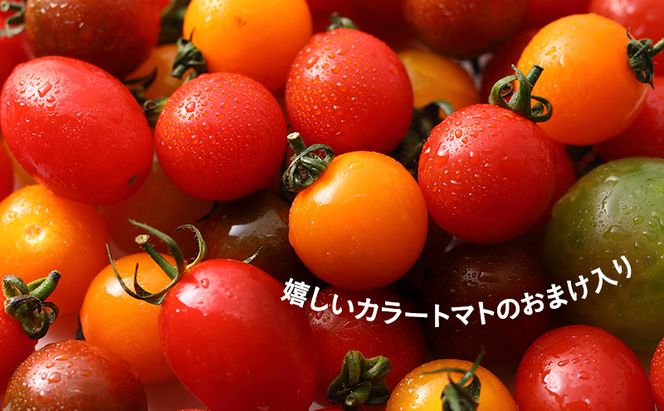 【2026年7月より発送】北海道 富良野市産 完熟ミニトマト（甘っこ）約1kg カラートマト・ぷちぷよ付 トマト 甘い 野菜 新鮮 数量限定 先着順【藏ファーム】