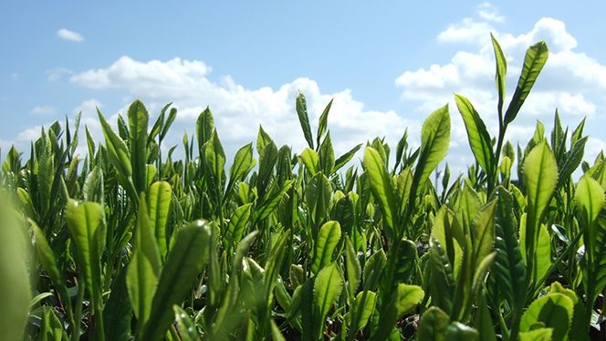 牛久産 お茶 ３品詰め合わせ 煎茶 やぶきた茶 飲み比べ 美味しい おいしい セット 詰め合わせ お取り寄せ 詰め合わせ お土産 贈り物 ギフト 国産 茨城 自家栽培 [AX008us]