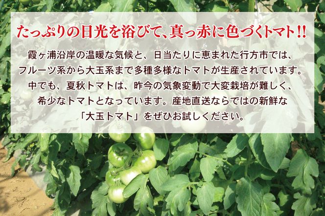 ★2026年9月より発送★ AE-105　【訳あり】JA直送「大玉トマト」約4kg(箱入り)