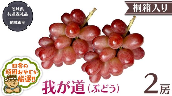 【 桐箱入り 】我が道 （ ぶどう ） 2房 【2026年9月から発送開始】（茨城県共通返礼品 [ぶどう]：結城市産）  ぶどう 我が道 果物 フルーツ 季節 旬 [BI395-NT]