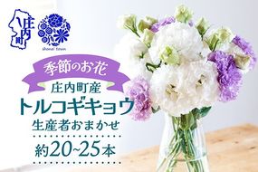 【R8.9月下旬から11月初旬】トルコキキョウ 20本から25本 切り花 生産者おまかせ 2~3色ミックス 白 紫 緑 トルコギキョウ 秋限定 仏花 結婚祝い 旬の花 季節の花 八重咲き フリンジ咲き 花 生花 花束 冷蔵便 国産 庄内町フラワーラボ