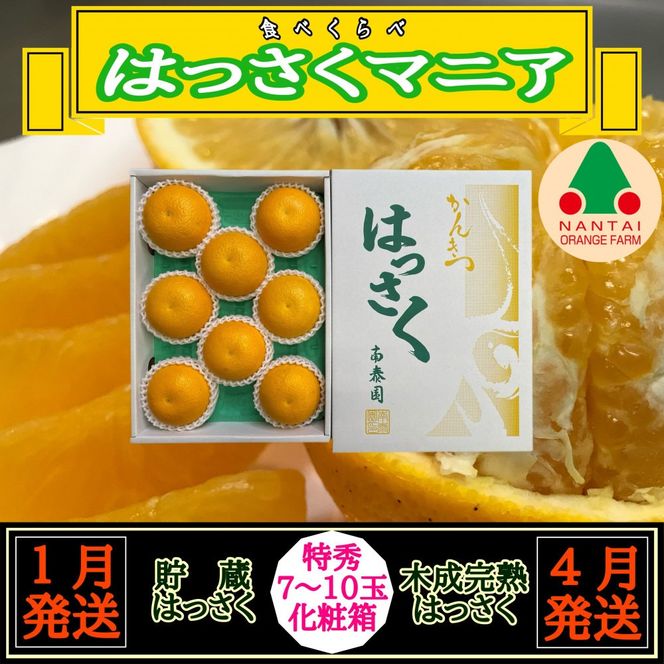 1・4月発送 全2回 定期便 はっさく マニア 貯蔵 ＆ 木成完熟 特秀 7 ～ 10玉 和歌山 有田 南泰園 BS180