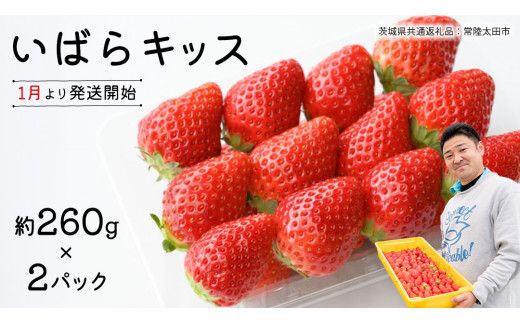 【 先行予約 】 茨城県品種 いばら キッス ( 2パック × 1箱 )【 2027年1月から発送開始 】 （常陸太田市 共通返礼品 ) 約 260g × 2 パック いばらキッス いばらきっす いちご 数量限定 果物 くだもの フルーツ 苺 イチゴ 期間限定