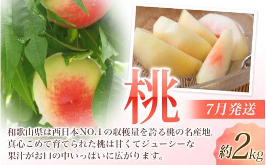 【定期便】夏の人気フルーツ定期便！桃・ピオーネ・極早生みかん（全3回）/ フルーツ 果物 もも モモ ぶどう ブドウ みかん ミカン 柑橘 旬 定期便  【tkb153】