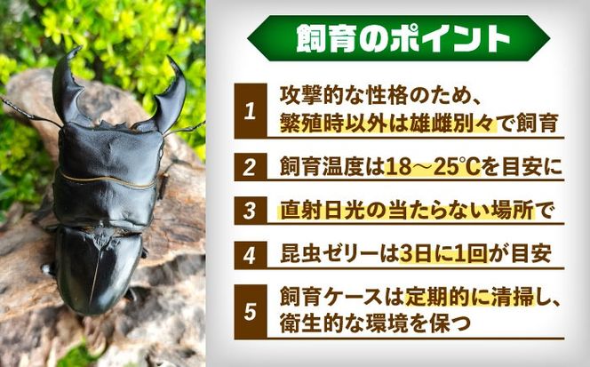 【1ペア】オオムラサキ（台湾産） 国蝶 オオムラサキ スギタニ型♂ | 〜 自 然 彩 々 〜