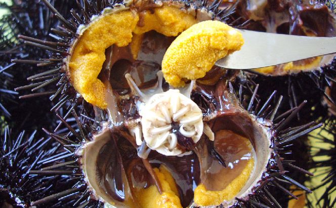 北海道 礼文島産 新鮮生うに キタムラサキウニ 40g ＆ 天然蒸しアワビ スライス2個［野崎水産］【 うに ウニ 雲丹 生うに ムラサキウニ あわび 鮑 蒸しあわび 天然 海鮮 】