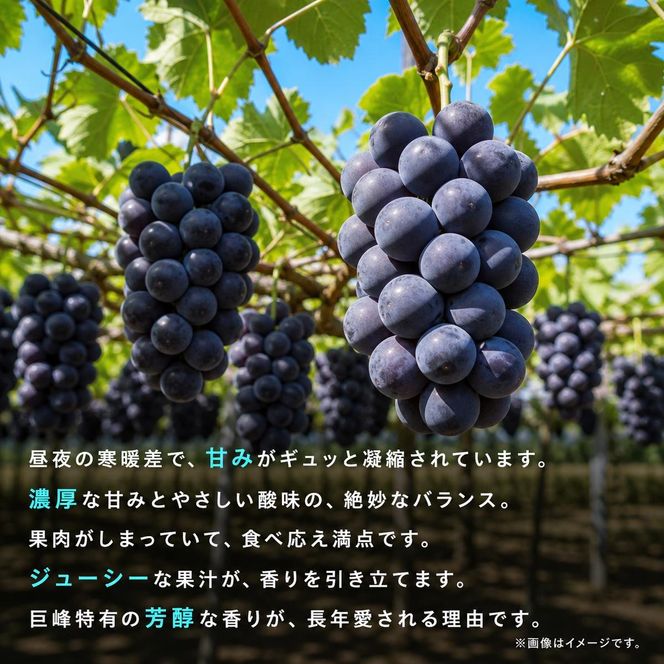 紀州和歌山産の種なし巨峰ぶどう2房（約800g?1kg）