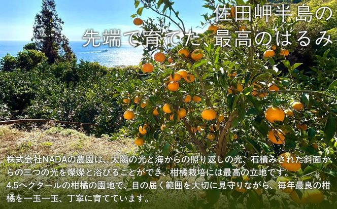 【先行予約】【農家直送】愛媛県産 はるみ 贈答用 4.5kg（2026年1月中旬〜2月上旬頃発送予定） IKTC009 