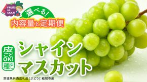 ＼選べる内容量・発送方法／ シャインマスカット 約1.3kg ～ 5kg （約2房～12房）単品（1回）・定期便（3回・6回）　　【定期2026年8月、単品9月より発送開始】（茨城県共通返礼品 [ぶどう]：結城市産） 葡萄 マスカット 旬 お取り寄せ フルーツ 種なし 皮ごと 甘い デザート