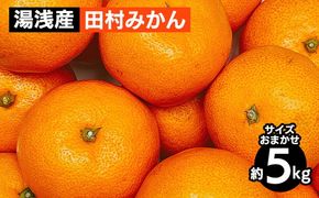 【先行予約】 田村みかん 5kg サイズおまかせ 和歌山  湯浅町 田村地区産