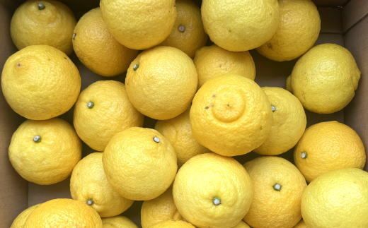 【先行予約】和歌山県産 はるかみかん 約4.5kg（サイズ混合・秀品）