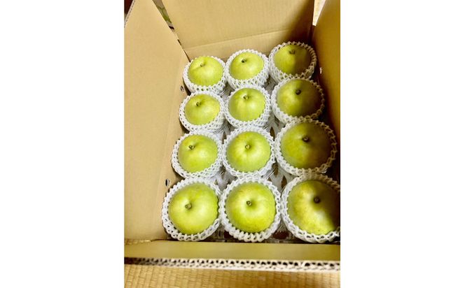 1262.【2026年度発送先行予約】数量限定　二十世紀梨　5kg 313726_CS005