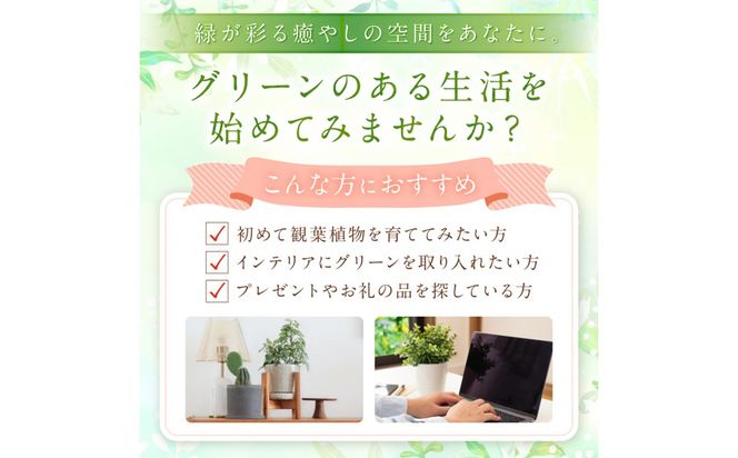 【お部屋にちょうどいい】観葉植物お試し3点セット｜専門店が選ぶ“はじめてのグリーン”【京都・京丹後】 植物 ガーデニング 癒し 自然 ふるさと納税 観葉植物 プレゼント 記念日 おしゃれ ふるさと納税 母の日　YE00004