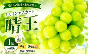 ぶどう 2026年 先行予約 定期便 シャインマスカット 晴王 1房 約600g 9月・10月 2回発送 岡山県産 種無し 皮ごと食べる みずみずしい 甘い 瀬戸内 晴れの国 おかやま 果物大国 満天フルーツ