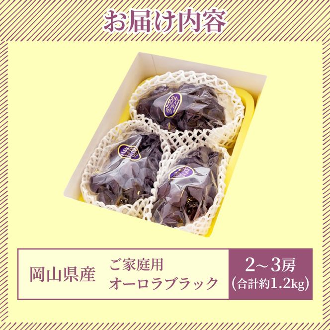 ぶどう 2026年 先行予約 ご家庭用 オーロラブラック 2～3房 合計約1.2kg ブドウ 葡萄  岡山県産 国産 フルーツ 果物 ギフト