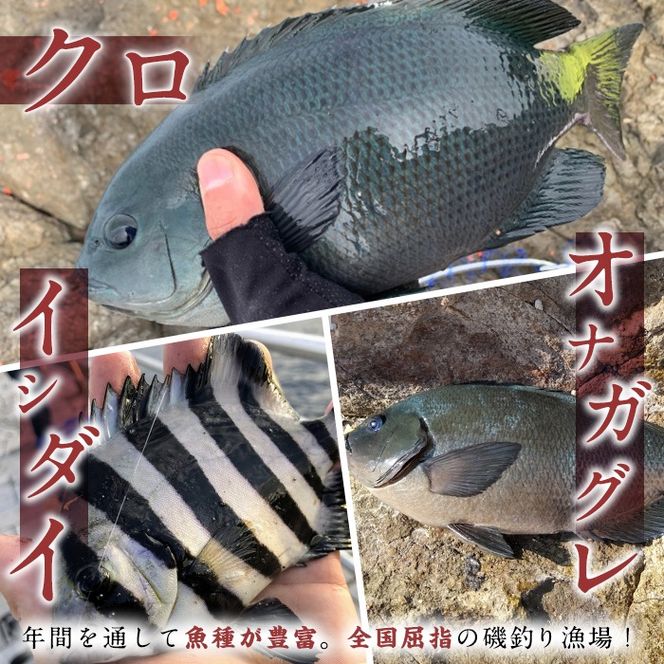 千代丸 磯釣り 送迎 チケット (1回分) 釣り 瀬渡し 送迎券 せわたし アウトドア レジャー つり 魚 大分県 佐伯市 米水津【JA01】【千代丸】