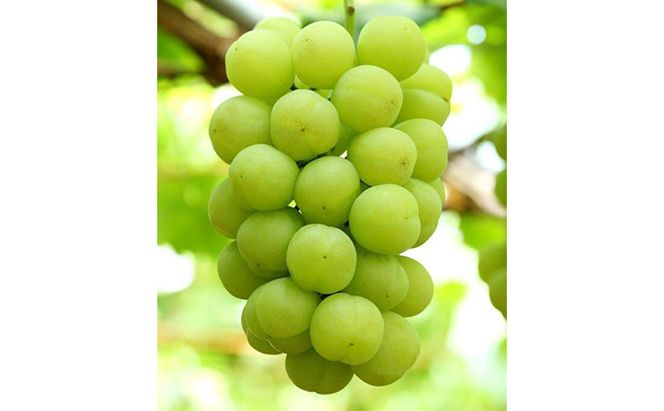 ぶどう 2026年 先行予約 桃太郎 ぶどう 2房（1房 480g以上 露地栽培）贈答用 ブドウ 葡萄  岡山県産 国産 フルーツ 果物 ギフト 