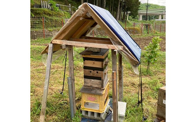 貴重！豊岡市産、日本ミツバチのはちみつで作った はちみつ生姜 150ml / はちみつ 国産 蜂蜜 ハチミツ 兵庫県産 こうのとり生姜 日本ミツバチ ショウガオール お湯割り 炭酸割り はちみつジンジャースカッシュ 温活 しょうが ショウガ 生姜 ジンジャー