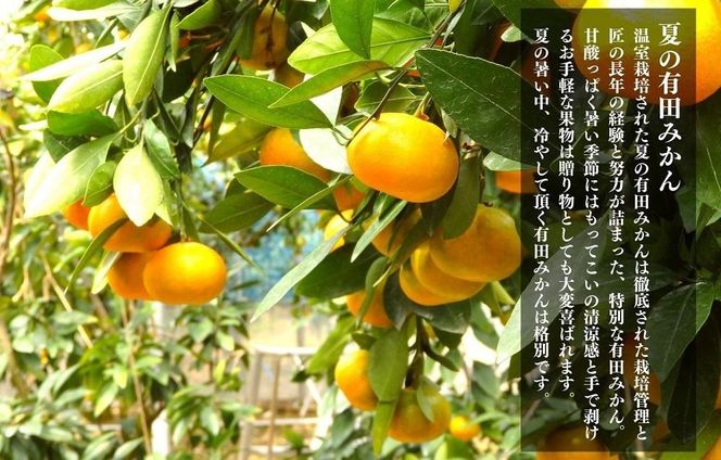 【お中元】小玉ちゃん ハウスみかん 温室栽培 夏の有田みかん約2kg 秀品 2Sサイズ以下 和歌山県 産地直送 みかんの会 【7月上旬～8月上旬に順次発送】 AX275-02