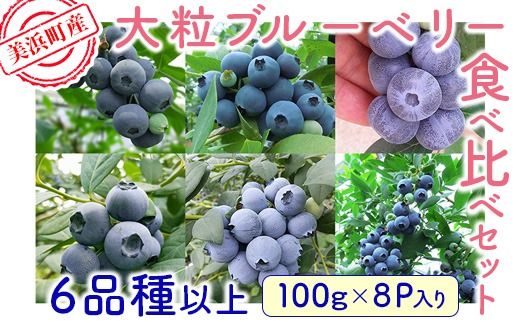 美浜町産大粒ブルーベリー食べ比べセット6品種以上 『8パック入り』 ※2026年6月中旬～6月下旬頃に順次発送予定