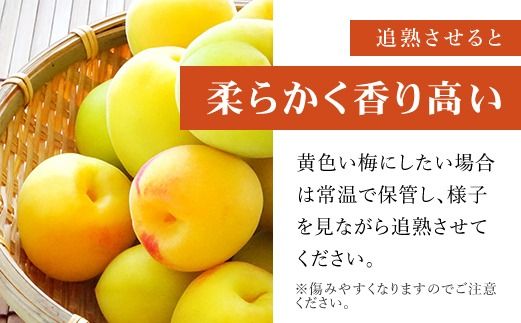 【2025年発送分先行予約】旬をお届け!完熟梅【Lサイズ5kg】 ANAR013