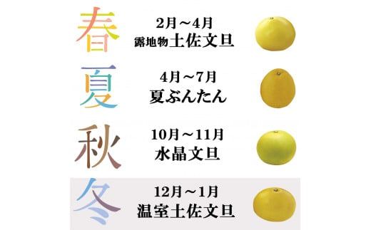 【先行予約】温室土佐文旦 L～3L 約6kg（10～14個入り）〈2026年12月上旬～12月下旬頃〉/ 高糖度 温室 ブンタン ぶんたん 土佐文旦 ハウス文旦 約6キロ 高知県 土佐市産 フルーツ 果物 高知県 土佐市【白木果樹園】 [BQAI040]