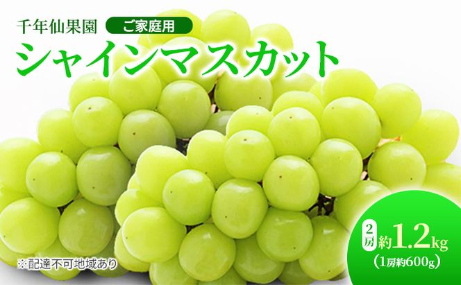 【2026年先行予約】 ぶどう 岡山県産 シャインマスカット 2房 約1.2kg（1房約600g） 千年仙果園《2026年9月上旬-10月上旬頃出荷》 葡萄 ブドウ 岡山県産 フルーツ 果物 数量限定 期間限定 岡山 里庄町 ブドウ