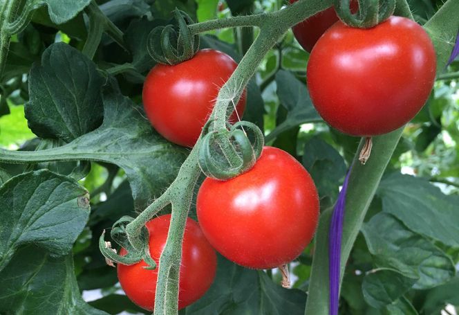 【定期便3回】自社農園産 中玉トマト100％ジュース 食塩無添加 1,000ｍｌ×6本セット×3回_Y018-0071