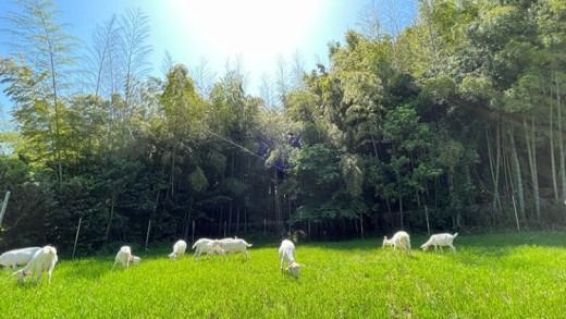 【体験型返礼品】ヤギの飼育員さん体験コース（来場/3時間）2名