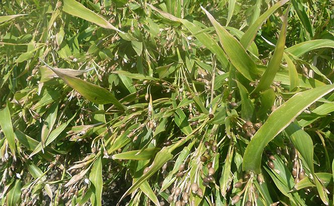 はとむぎ茶ティーバッグセット 飲料類 お茶 飲み物 ソフトドリンク 能美市産はとむぎ ホット アイス 芳ばしい香り 豊かな風味 