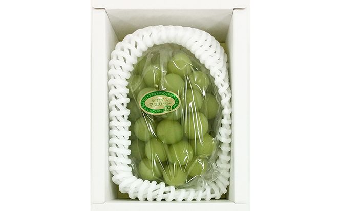 ぶどう 2026年 先行予約 シャイン マスカット 1房 約500g ブドウ 葡萄  岡山県産 国産 フルーツ 果物 ギフト