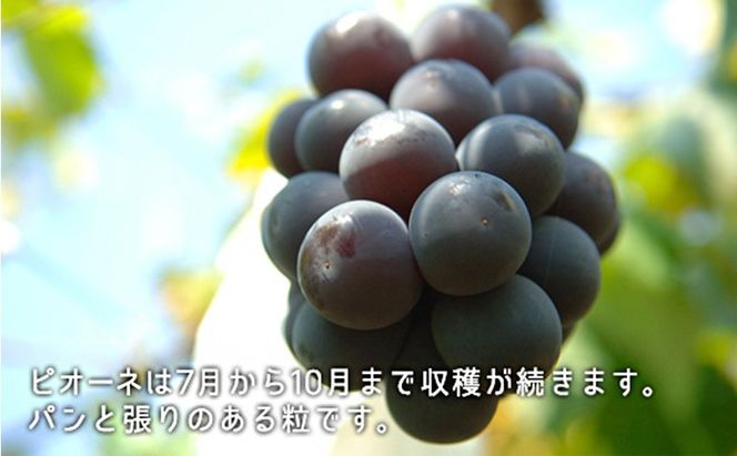 ぶどう 2026年 先行予約 果物 詰合せ シャイン マスカット 1房 ニュー ピオーネ 1房 合計約1.0kg ブドウ 葡萄 岡山県産 国産 フルーツ 果物 ギフト [№5735-1900]