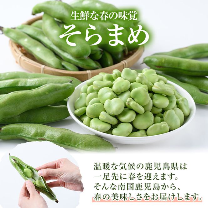 ＜先行予約受付中！2026年4月中旬以降順次発送予定＞春の味覚の鹿児島県産そらまめ(4kg) 大容量 国産 野菜 そら豆 ソラマメ セット 詰合せ 詰め合わせ 旬 ベジタブル 期間限定 AL規格 国産 鹿児島県産 阿久根市産 冷蔵【鹿児島いずみ農業協同組合】akn018-11