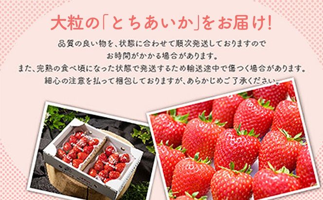 いちご 甘さ際立つ新品種 『とちあいか』 大粒 8～15粒×2パック 先行予約 58ロハスファーム【58ロハスクラブ】 ※2027年1月～発送