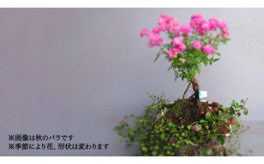 寄せ植え ミニバラ 盆栽仕立て 「雪わりさくら」 薔薇 ばら 盆栽 ギフト 贈答 プレゼント 贈り物 贈りもの 母の日 誕生日 記念日 [BN018ci]