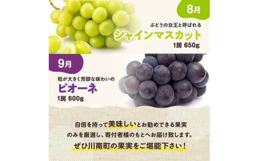 ※期間限定※【6ヶ月定期便】大人気くだもの定期便Vol.2【 川南町産 くだもの いちご イチゴ きんかん マンゴー シャインマスカット ピオーネ  】[C11713t6]