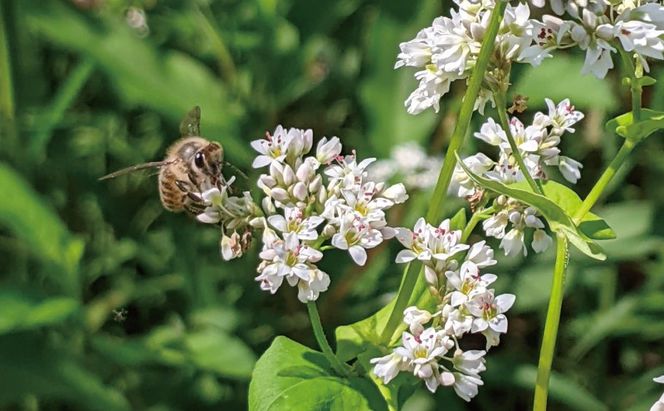 合計1800g 天然蜂蜜 国産蜂蜜 非加熱 生はちみつ 岐阜県 美濃市産 春 (蜂蜜600g入りガラス瓶2本,蜂蜜300g入りピタッとボトル2本のセット)A16 深田養蜂のハチミツ