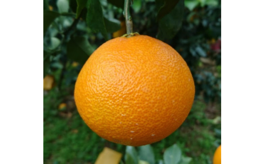 yQɕzystzyʌz܂ǂȁiʁj12i3kg)i2025N11{菇j IKTQ007