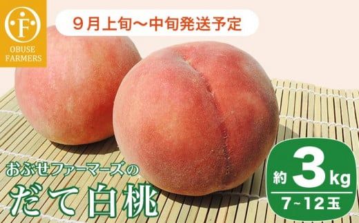 だて白桃 約3kg 7～12玉 ［おぶせファーマーズ］桃 もも モモ 白桃 フルーツ 果物 冷蔵便 クール便 長野県産 信州産 令和8年産【2026年9月上旬～中旬発送】