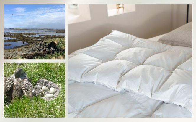 kokiku クイーン アイダー×GIZA 羽毛布団【掛け】アイスランドアイダー ダウン95％　JC070