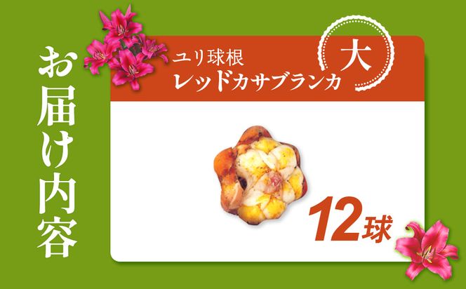 【期間限定】ユリ球根 大球レッドカサブランカ 12球 赤花品種 花 フラワー 園芸 ガーデニング 植物 高品質 送料無料