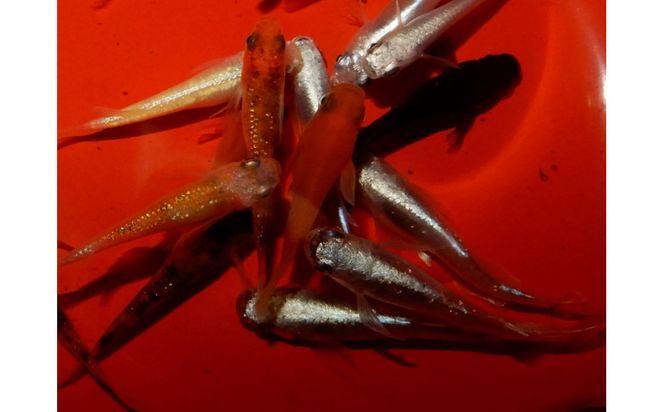 讃岐のめだかの特選めだか レインボーミックスめだか10ペア 372013_EX021